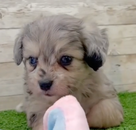 Aussiechon Puppies For Sale - Simply Southern Pups